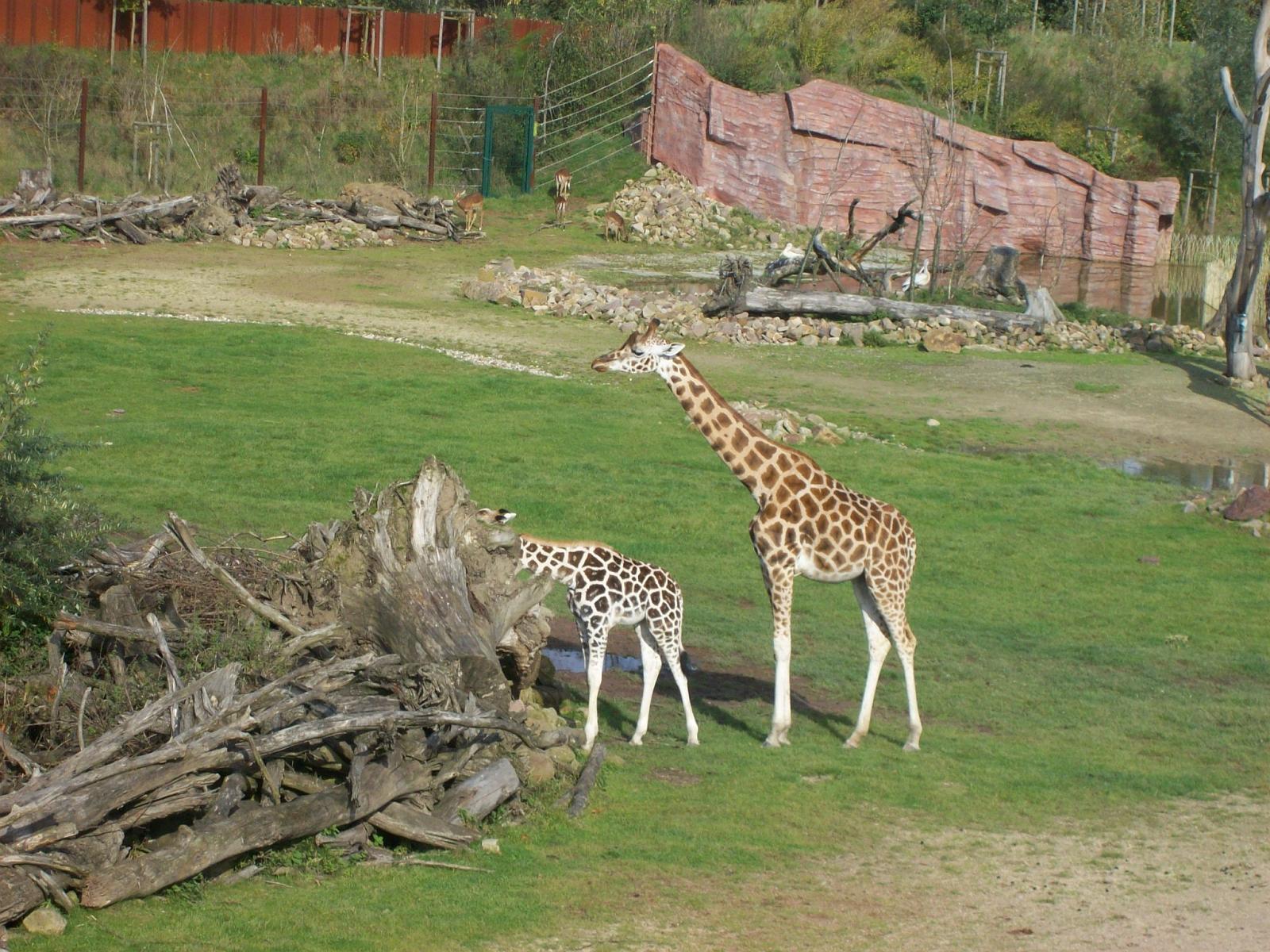 Zoom 18.10.2008-111.jpg